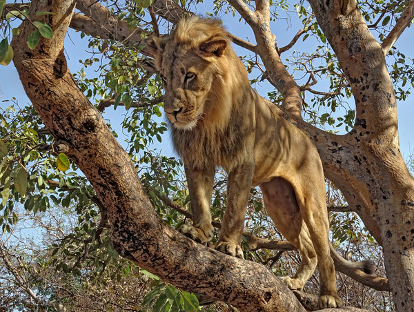 Senegal lion, Fathala