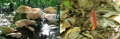 화경솔밭버섯(왼쪽)과 붉은사슴뿔버섯