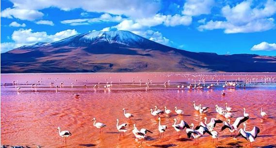 Red Lagoon filled with Andean flamingos 