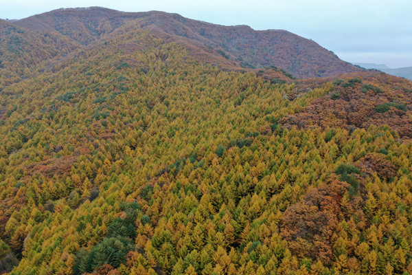 1984년 대규모 낙엽송을 조림한 경북 봉화 우구치리 일대는 16~24m의 나무들이 즐비해 장대한 숲을 이루고 있다