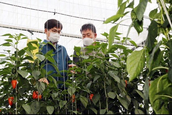 RDA Administrator Hur Tae-woong (left) visits a paprika farm in Hapcheon, South Gyeongsang Province.