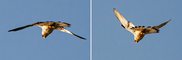 A korean hawk watching and darting down to catch a prey.