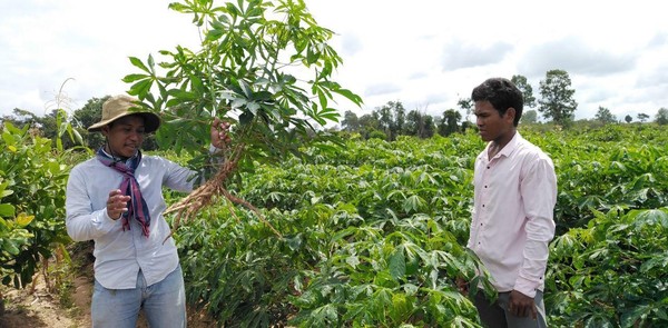 Workers receive on education to cultivate cassava, a root vegetable.