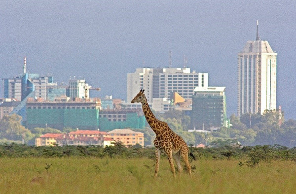 A giraffe is walking in a park in Kenya.