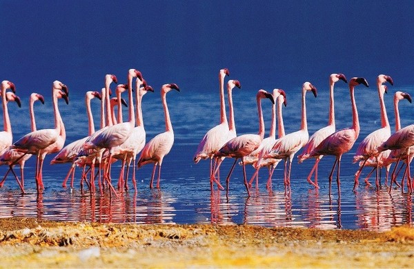 Flamingos in lake Bogoria, Kenya