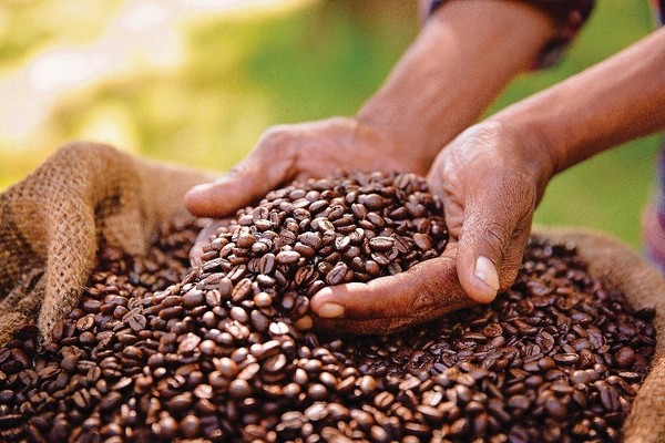 케냐의 세계적으로 유명한 프리미엄 AA 커피로 한국에서도 널리 알려져 있다.