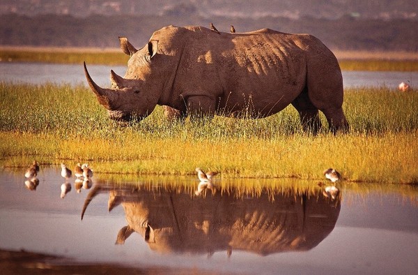 케냐의 공원에 있는 거대한 코뿔소
