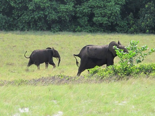 Elephants in Gabon.