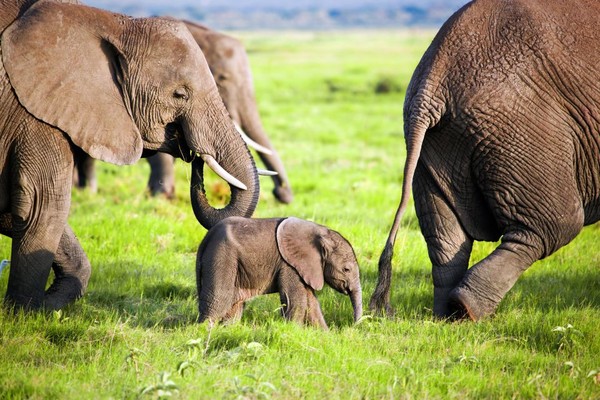 A baby elephant protected by its parents and other grown-up elephants.