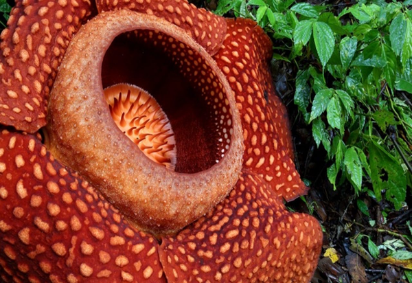 Rafflesia,  a genus of parasitic flowering plants