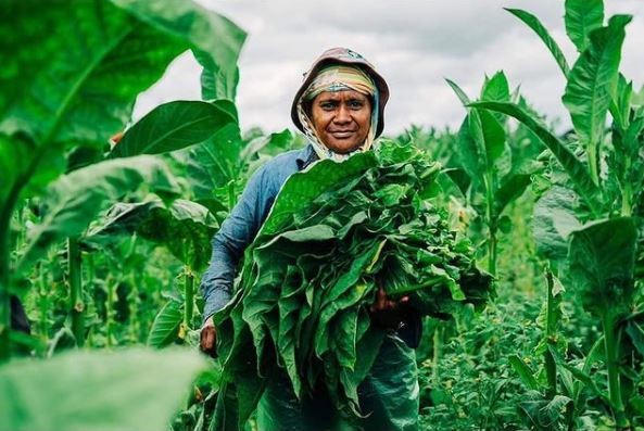 니카라과의 농부. 농부들은 1,800에이커의 담배를 재배하며 대부분이 그들이 개발한 Habano'98라 불린다.