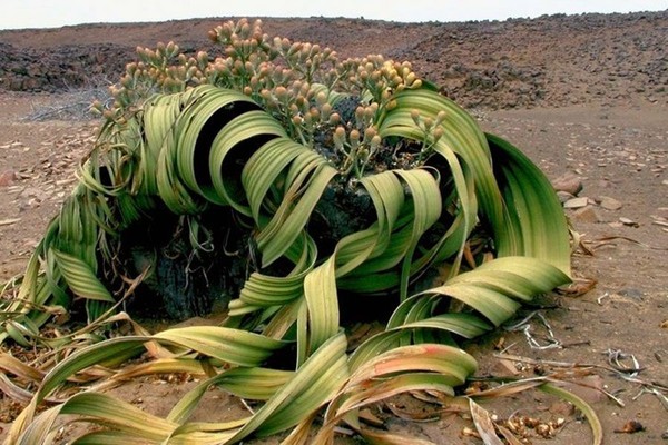 The Namibe desert stretches from southern Angola to southern Namibia, extending for about 1600 km. This is one of the most arid regions on earth and is where you can find the famous Welwitschias – the desert flower and symbol of Angola.