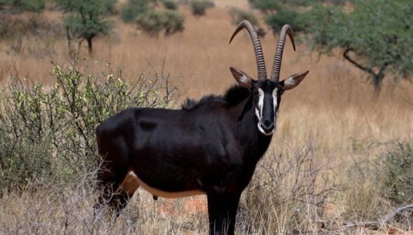 칸간달라 국립공원 : Malanje 주에 위치한 칸간달라 국립 공원은 약 630km²의 면적을 가지고 있으며 앙골라에서만 발견되는 세계 희귀종인 Giant Palanca Negra의 성지로 간주되고 있다. 이 동물은 멸종 위기에 처해 있으며 일부 지역에서만 볼 수 있다. 