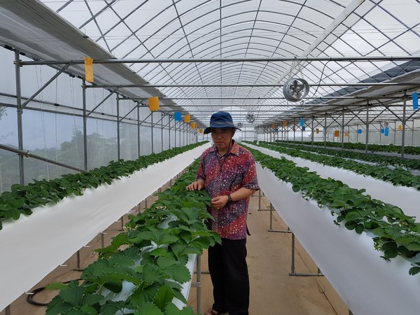 CEO Paul Kwan-soo Hwang of Fine Enterprise tours a hydroponics farm.