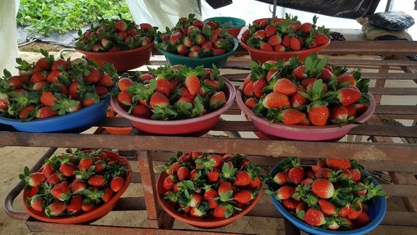 Delicious strawberries grown through soil cultivation