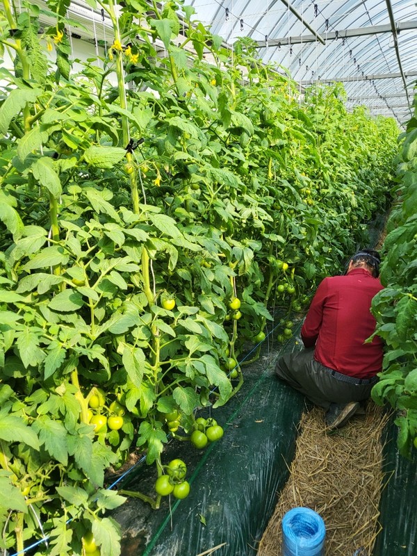 A view of the tomato farm of Fine Solbitgil Agricultural Association