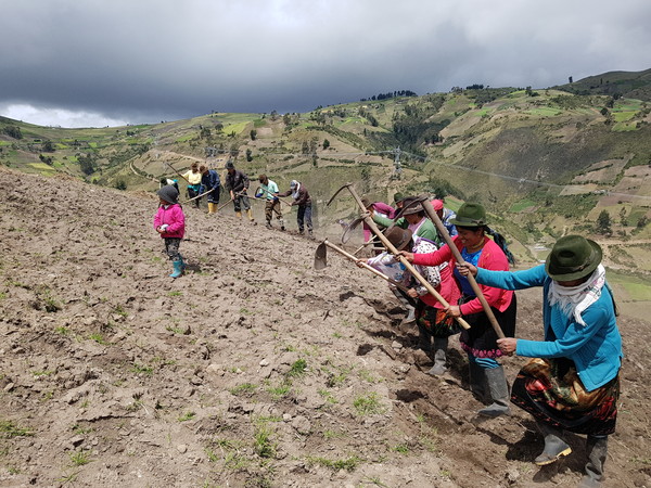 The RDA is promoting overseas agricultural technology support projects with developing countries. The photo shows Ecuadorian farmers digging potatoes. 