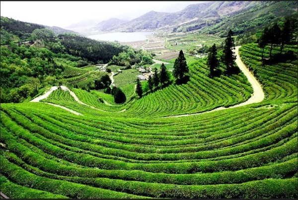 The view of Boseong green tea field