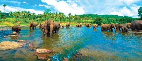 Pinnawala Elephant