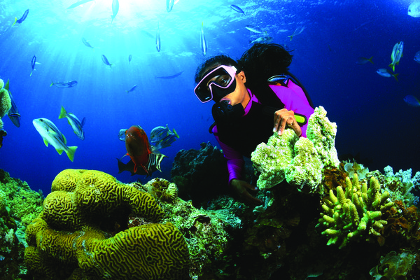 Hikkaduwa - Fringing Coral Reef 2