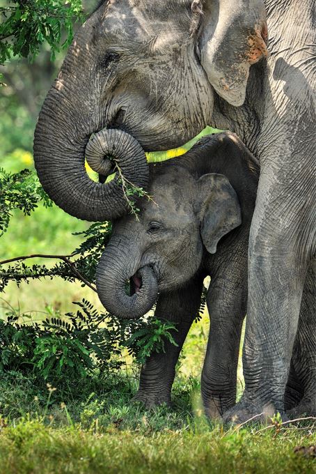 Minneriya National Park Elephants