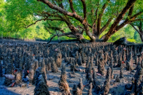 The Sundarbans-the largest mangrove forest on earth
