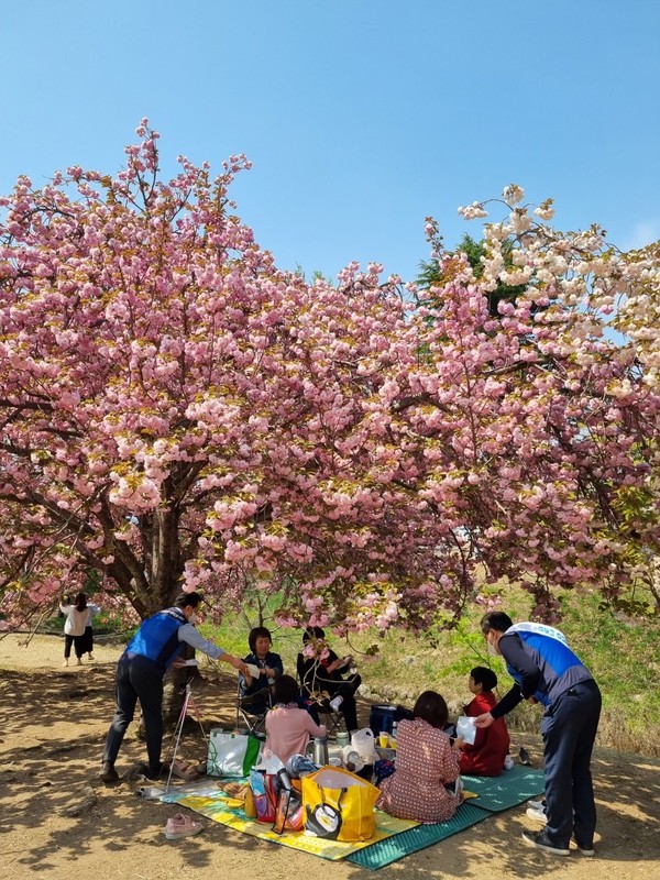 한수원 수소융복합처가 경주 왕겹벚꽃 명소를 찾은 관광객을 대상으로 청렴문화 확산 캠페인을 시행했다