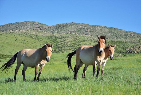 Khustai National Park -  Asian wild horse