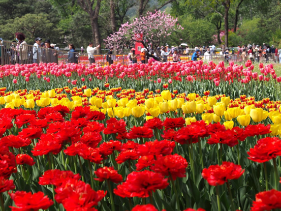 Tourists enjoy the view of tulip flowers at China National Botanical Garden in Beijing, April 19, 2022. (Photo by Du Jianpo/People’s Daily Online)