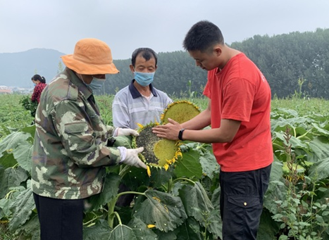 Wang Yingzhao, a postgraduate student at the China Agricultural University who is stationed at a “science and technology backyard” in Xifangezhuang village, Pinggu district, Beijing, harvests oil sunflowers with local farmers. (Photo/China Agricultural University)