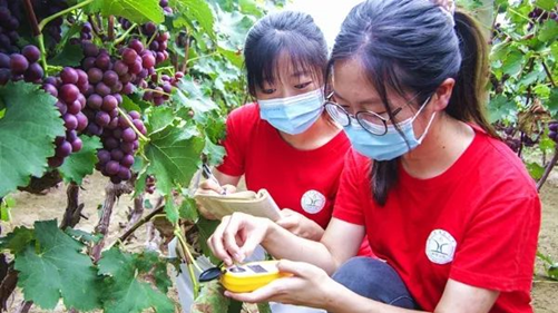 Postgraduates from the China Agricultural University, who are staying at a “science and technology backyard” in Qianya village, Quzhou county, Handan city, north China’s Hebei province, measure the sugar degree in Kyoho grapes grown by local people, Sept. 23, 2021. (Photo/China Agricultural University)