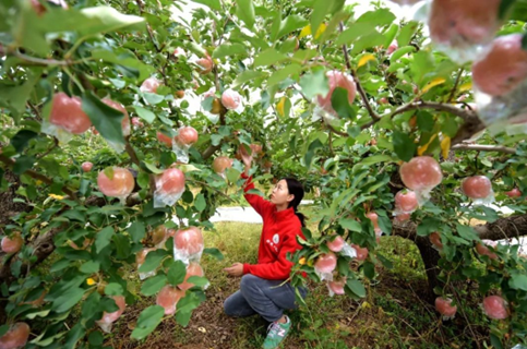 A graduate student from the China Agricultural University, who is stationed at a “science and technology backyard”, harvests apples together with local farmers in Xianggongzhuang village, Huaiqiao township, Quzhou county, north China’s Hebei province, Oct. 30, 2020. (Photo by Hu Haijun)