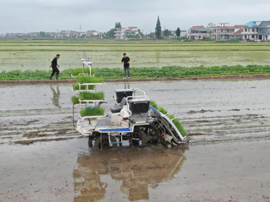 An unmanned transplanter equipped with the BeiDou Navigation Satellite System (BDS) works in the fields of a new cooperative farm in Yumin village, Shizong township, Tongzhou district, Nantong city, east China’s Jiangsu province, July 2021. (Photo by Xu Congjun/People’s Daily Online)