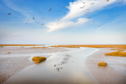 Photo shows wetlands of the Yellow River Delta National Nature Reserve in east China’s Shandong province. (Photo by Zhao Yingli/People’s Daily Online)