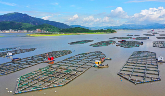 Floating bamboo rafts are employed for oyster breeding in Dongmentou village, Wenling, east China's Zhejiang province, June 7, 2021. (Photo by Liu Zhenqing/People's Daily Online)