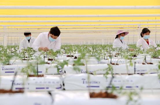 Tomato seedlings are transplanted in a greenhouse in Longsheng village, Fuxi neighborhood, Deqing county, Huzhou, east China's Zhejiang province, March 28, 2022. (Photo by Xie Shangguo/People's Daily Online)
