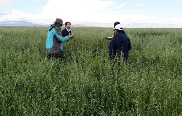Researchers check on the growth of forage grass at an experimental base in Nyima county, Nagqu city, southwest China’s Tibet autonomous region, August 2021. (Photo/Courtesy of Tibet Academy of Agricultural and Animal Husbandry Sciences)