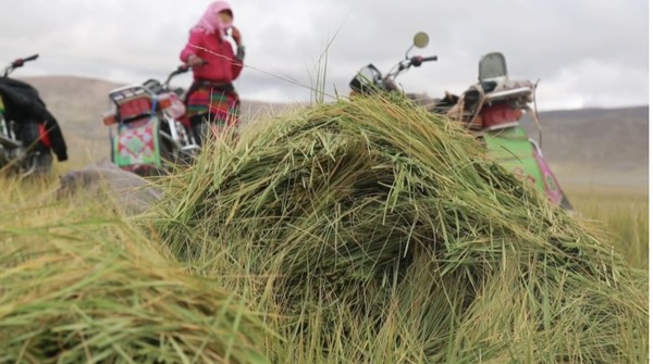 Herdspeople in Nyima county, Nagqu city, southwest China’s Tibet autonomous region, collect forage grass to use it as winter feed for livestock, September 2021. (Photo/WeChat account of Nagqu Radio & Television Station)