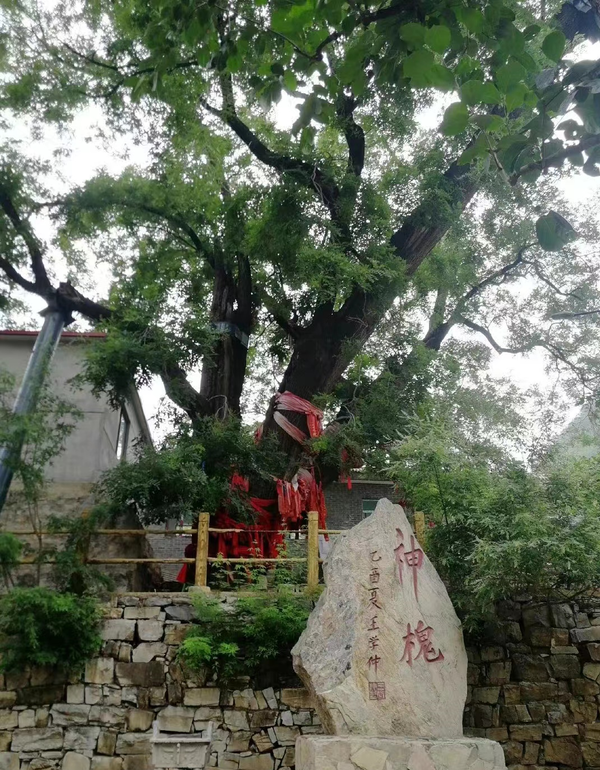 Photo shows an ancient locust tree that is 1,630 years old in Dongshuichang village, Chuanfangyu township, Jizhou district, north China’s Tianjin municipality. The tree, which is 30 meters high and has thick branches and dense foliage, is known as a “divine locust tree”. (File photo)