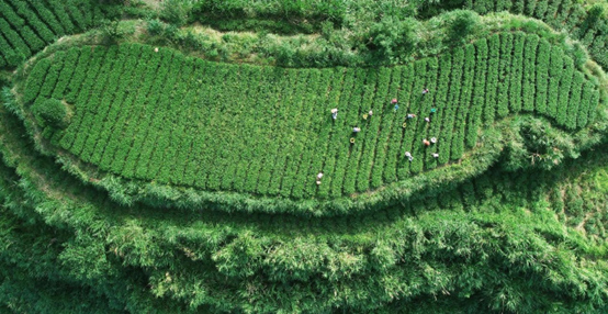 Tea growers pick Tieguanyin tea leaves in autumn at a tea plantation in Huqiu township, Anxi county, Quanzhou city, east China’s Fujian province. (Photo by Zhang Jiuqiang/People’s Daily Online)