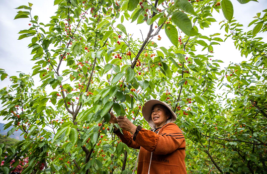 A villager picks ripe cherries in Taoying village, Shedongguan Yi, Miao, and Bai ethnic township, Nayong county, Bijie city, southwest China’s Guizhou province, April 7, 2021. (Photo by Luo Dafu/People’s Daily Online)