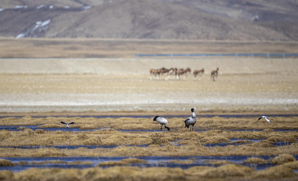 Wild animals including black-necked cranes and kiangs (Equus kiang) live in harmony in Burang county, Ngari prefecture, southwest China’s Tibet autonomous region, April 22, 2022. (Photo by Liu Xiaodong/People’s Daily Online)