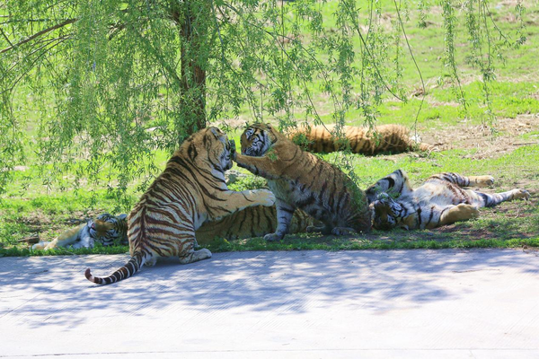 Photo taken on May 16, 2021 shows Siberian tigers playing with each other in the Siberian Tiger Park in Songbei district, Harbin city, northeast China’s Heilongjiang province. (Photo by Wang Bo/People’s Daily Online)