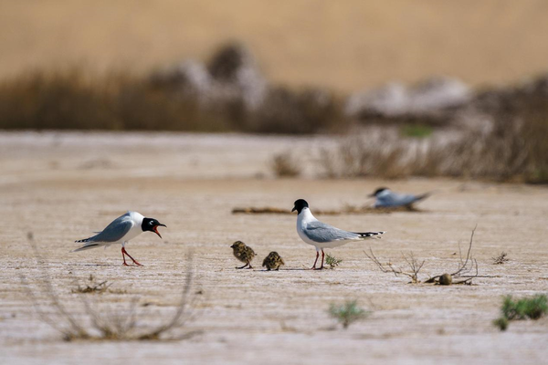 Black-headed gulls lead their young to feed, May 27, 2022. (Photo by Zhao Yingli/People's Daily Online)