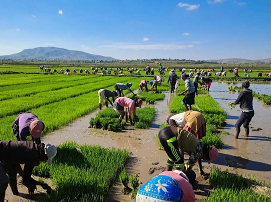Local farmers in Madagascar plant hybrid rice under the guidance of Chinese agricultural experts. (Photo/Courtesy of China International Development Cooperation Agency)