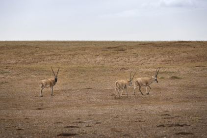 Tibetan antelopes at the Hoh Xil National Nature Reserve, Yushu Tibetan autonomous prefecture, northwest China’s Qinghai province. (Photo by Tang Dehong/People’s Daily Online)