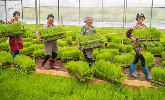 Farmers carry middle-season rice seedlings at a seedling cultivation base of an agricultural machinery cooperative in Baishizhai village, Yongzhou city, central China’s Hunan province, June 6, 2022. (Photo by Jiang Keqing/People’s Daily Online)