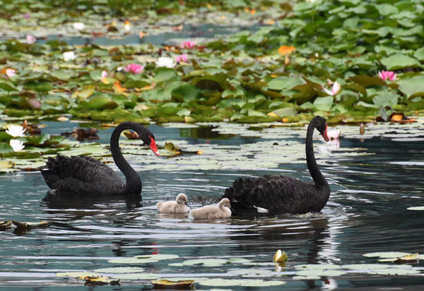 Baby black swans, accompanied by their parents, forage and play in the Nansi Lake in Zaozhuang city, east China’s Shandong province, August 24, 2019. A total of 53 rivers flow into the lake, which boasts rich biodiversity and is the place where many migratory birds spend the winter, multiply and rest during a long journey. (Photo by Li Zongxian/People’s Daily Online)