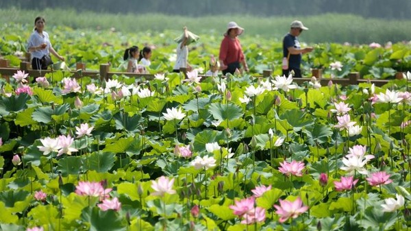 Tourists enjoy lotus flowers at Taierzhuang canal wetland in Zaozhuang city, east China’s Shandong province, June 24, 2018. (Photo by Ji Zhe, Shi Peijing/People’s Daily Online)