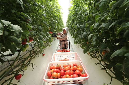 A farmer picks tomatoes grown through soilless cultivation at an intelligent glass greenhouse in a modern agricultural technology industrial park in Madian village, Mengcheng county, Bozhou city, east China’s Anhui province, June 18, 2022. (Photo by Hu Weiguo/People’s Daily Online)